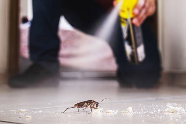 Best Local Pest Control Services  in Perezville, TX